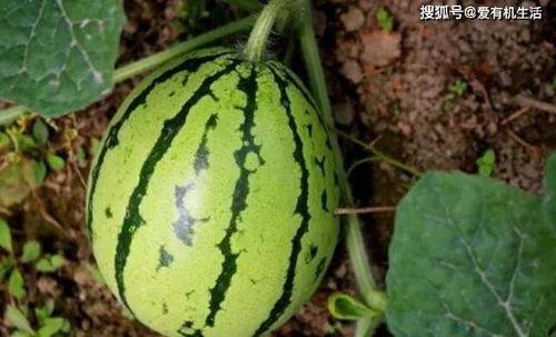 地里的瓜怎么吃