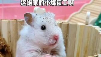 刘大瓜吃鼠肉,一场荒野求生之旅