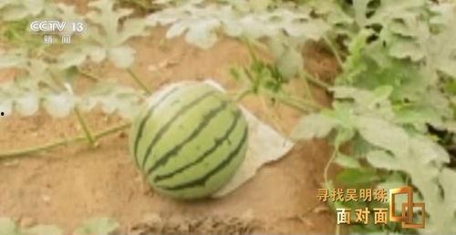 吃瓜发芽了,揭秘瓜类食品的神奇生长之旅