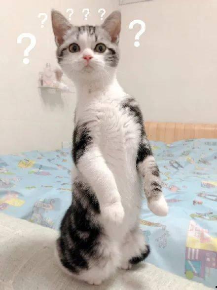 看热闹的吃瓜猫咪,看热闹的吃瓜日常