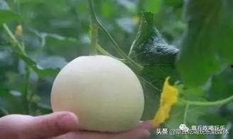 李家寨吃瓜,夏日里的欢乐盛宴