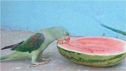 鹦鹉吃蜜瓜,鹦鹉欢享蜜瓜盛宴