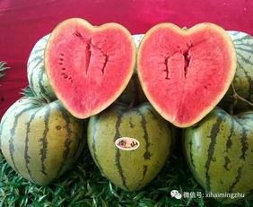 吃瓜派对名称,一场全民娱乐的狂欢盛宴