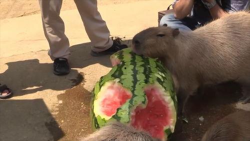 水豚吃瓜的机器,创新机器助力萌宠美食时光