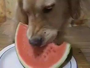 qq吃瓜汪,揭秘网络热点的幕后故事