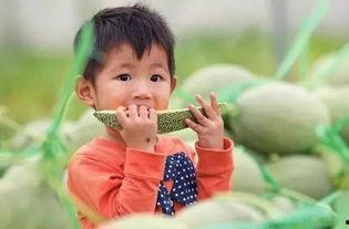 吃蜜瓜新疆儿歌,新疆儿歌中的蜜瓜风情