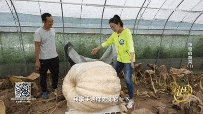 带你吃瓜过年图片,带你领略“带你吃瓜过年”图片中的欢乐氛围