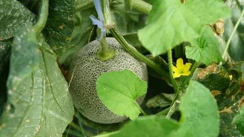 瓜姐吃大瓜,揭秘娱乐圈幕后故事