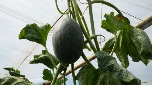 古怪楼梯带你吃瓜,带你穿越时空，品尝历史瓜果