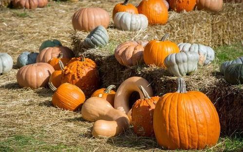 一瓜接着一瓜吃